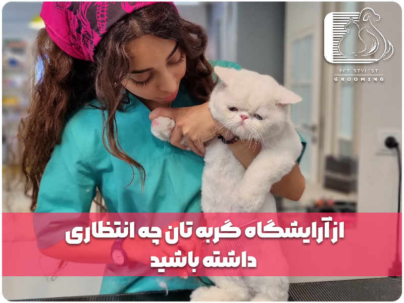 زمانی که گربه‌ی خود را به آرایشگاه می‌برید، باید چه انتظاری داشته باشید